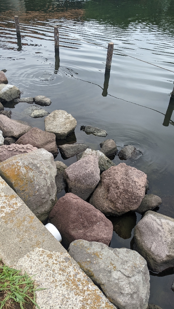 旧中川ハゼ 変化