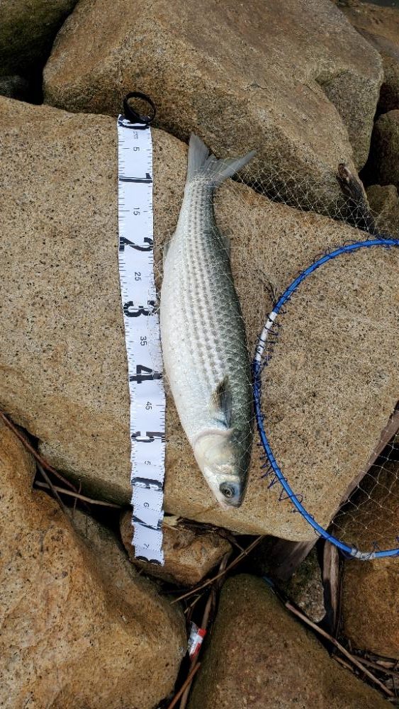 ソフトでもハードでも