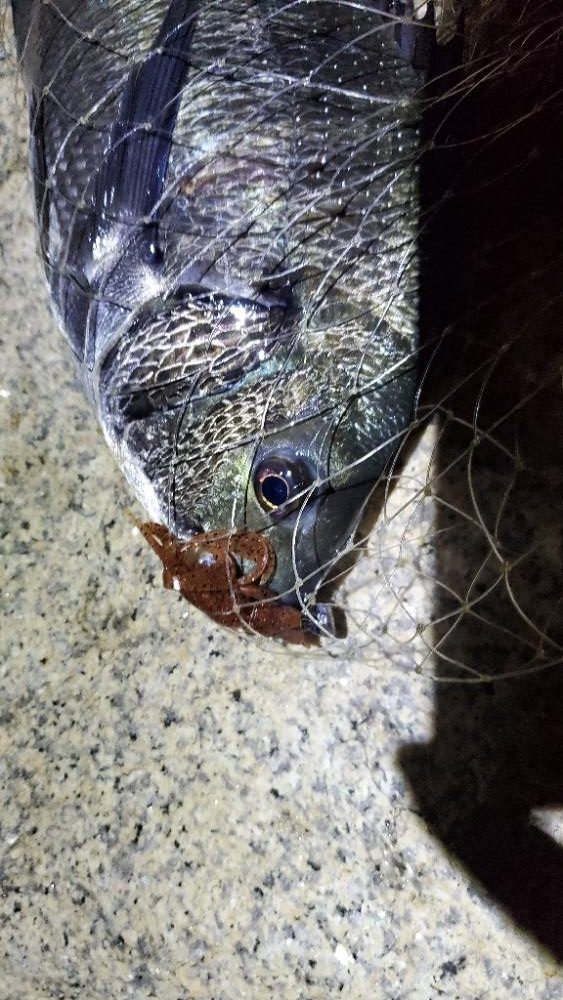 ひたひたの満潮。でのチニング。