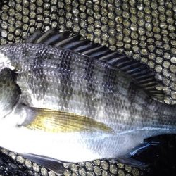 雨の日の釣果は渋い