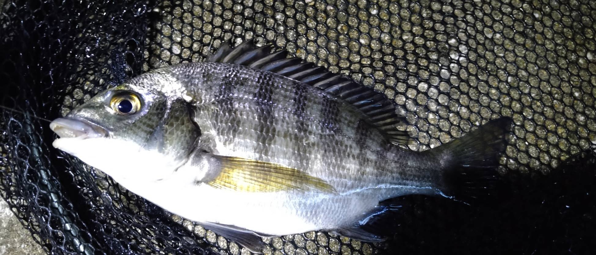 雨の日の釣果は渋い