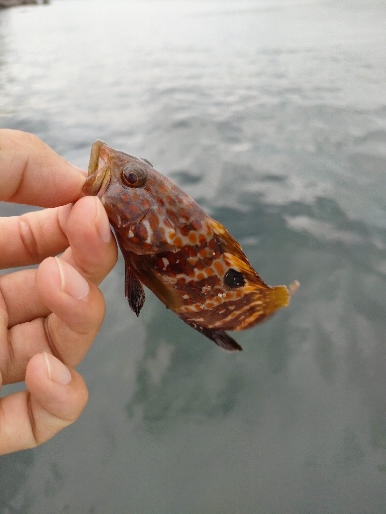 子供と堤防でロックフィッシング