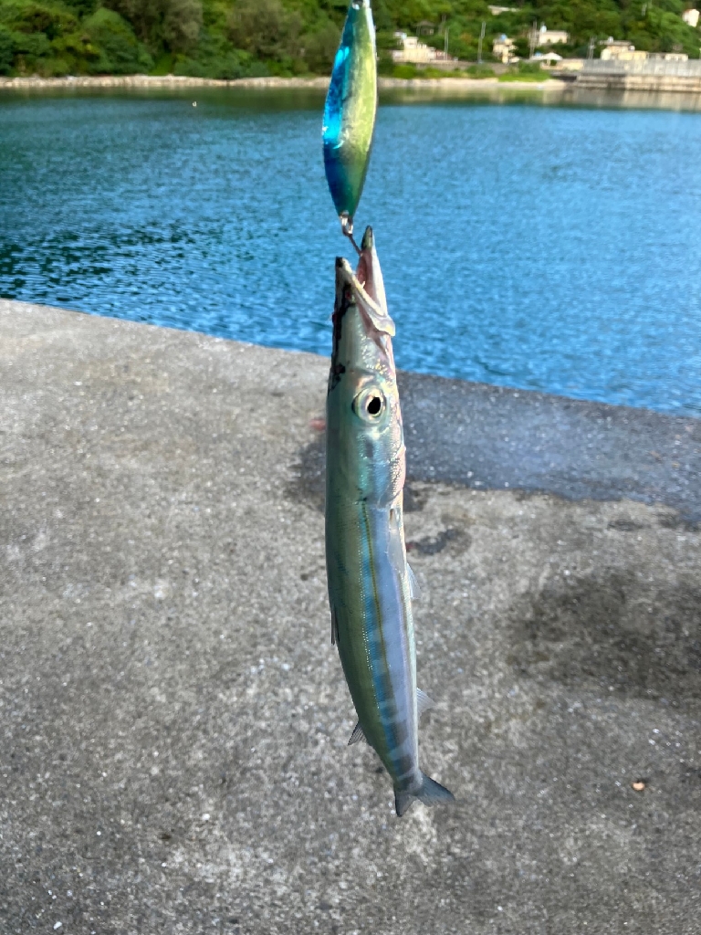 カマスゲット!!