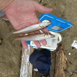 キス釣りの珍客