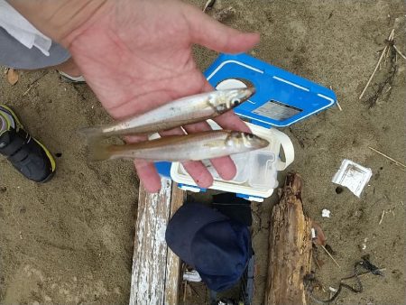 キス釣りの珍客