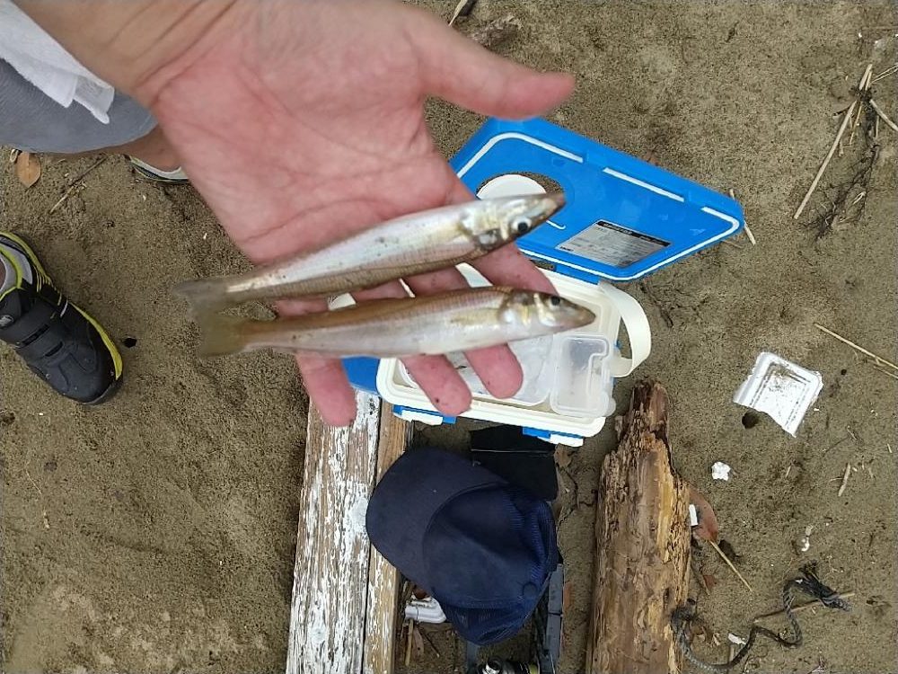 キス釣りの珍客