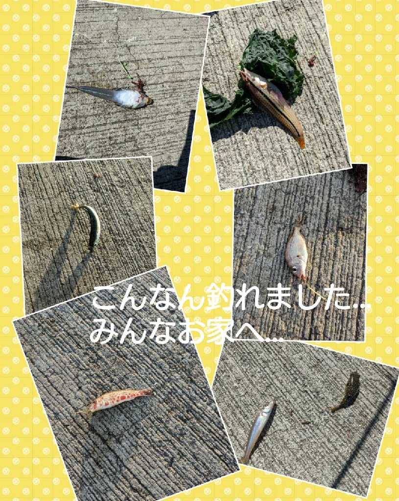 昨日の使えなかった石ゴカイでキス狙い！