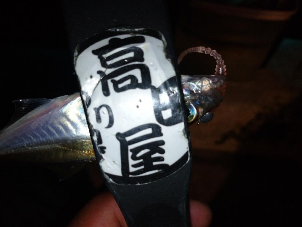 今夜も豆アジ修行