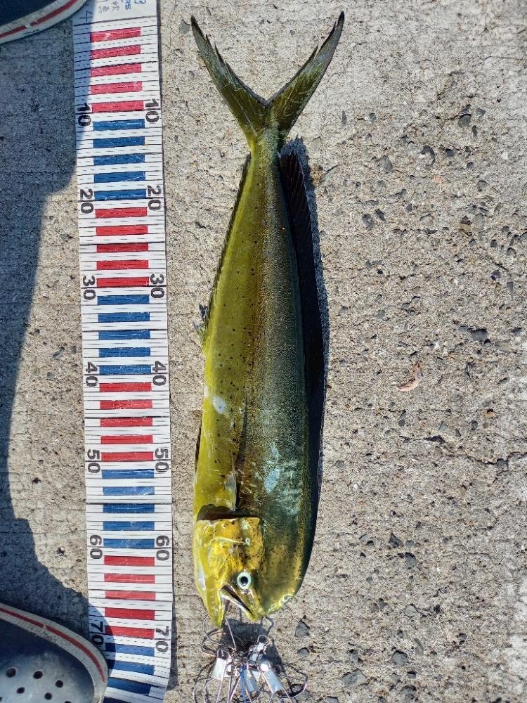 小豆島で鯛釣り