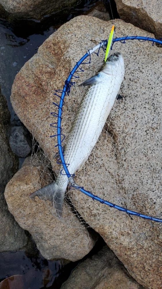 シーバス久しぶり