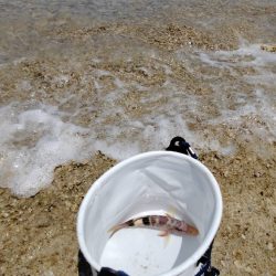 エギで魚が!?ゎ