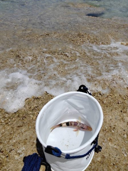 エギで魚が!?ゎ