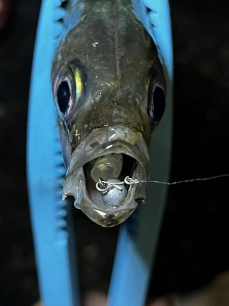 「レダマ」で楽しむ夏アジング