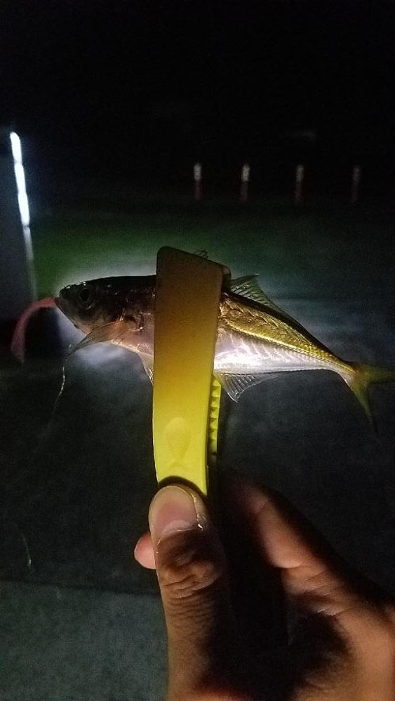 猫って怖い( TДT)