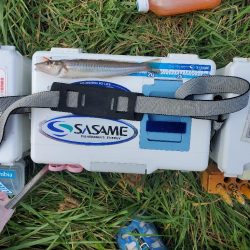 久々に敦賀でキス釣り