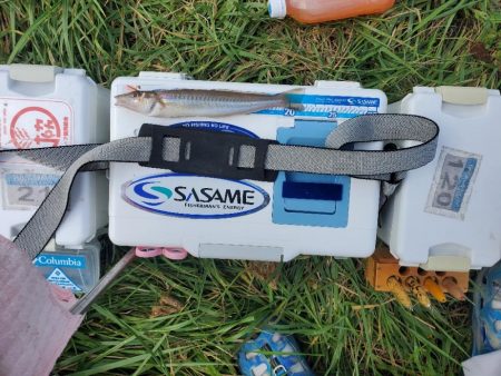 久々に敦賀でキス釣り