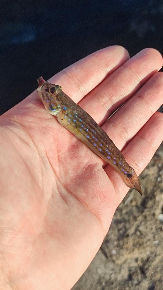 箱崎ふ頭でちょい投げ五目