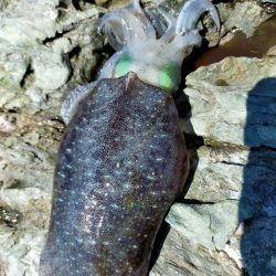 残暑之エギング