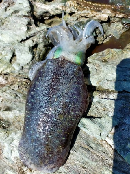 残暑之エギング