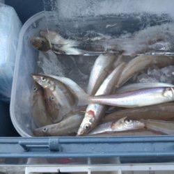 チョイ投げキス釣り〜台風明け編〜