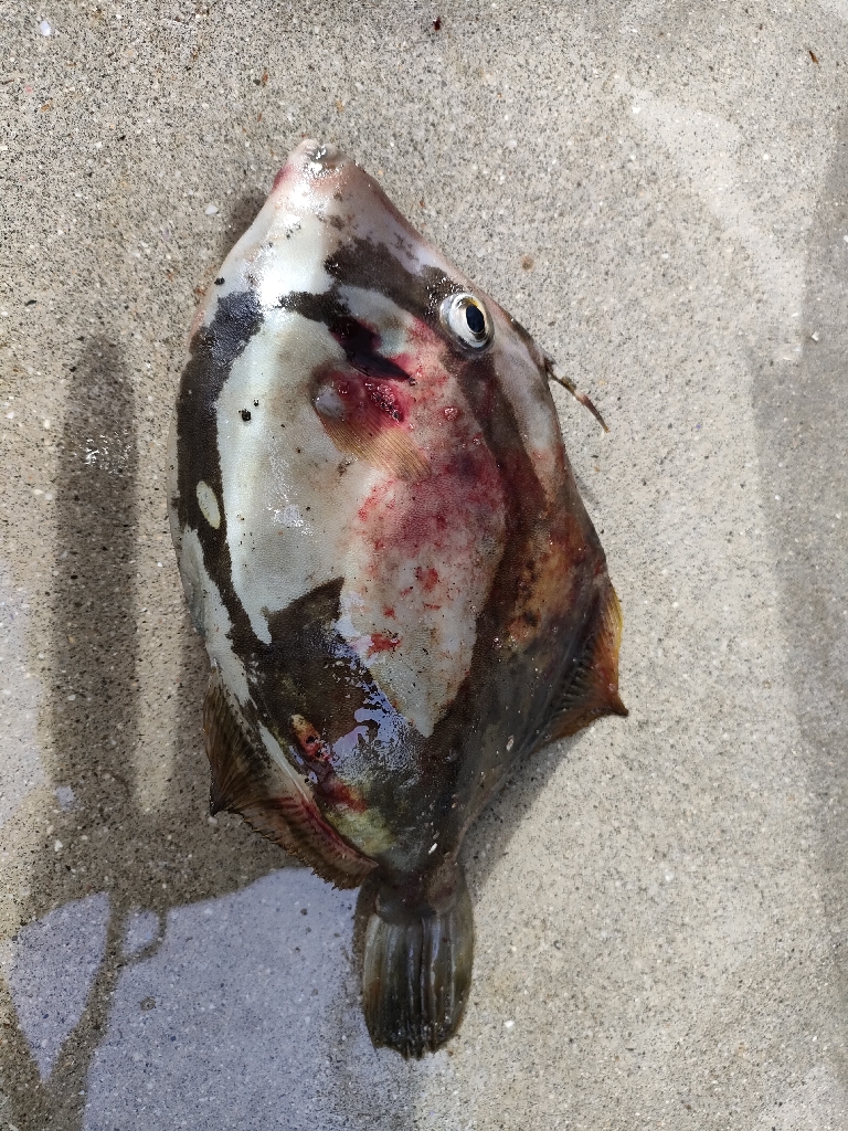 浜田にでブラクリ釣り