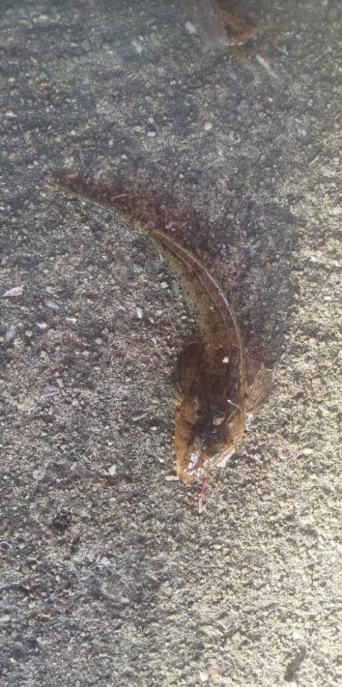 別府にてキス調査