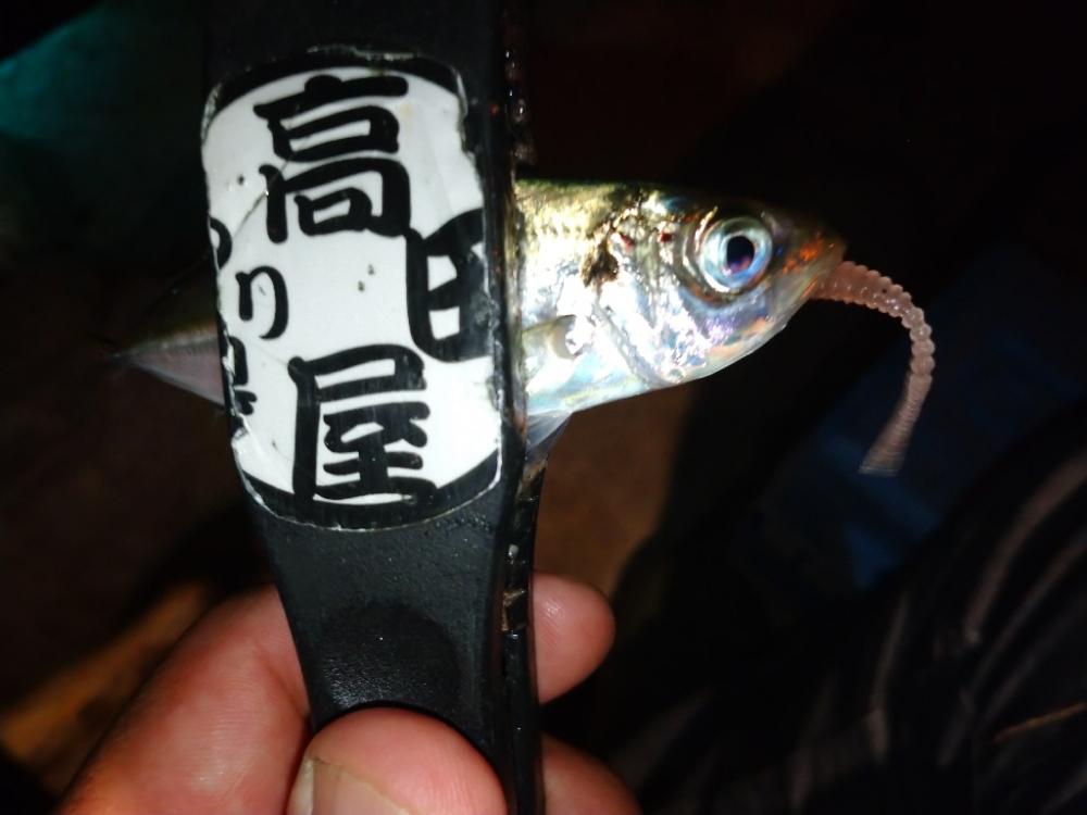 今夜も飽きずに豆アジング