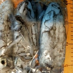 【餌木蔵スケスケカラー】宇和海デイエギング