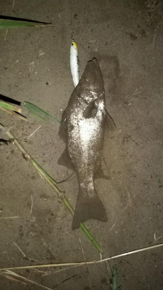 日高川~有田川ランガン