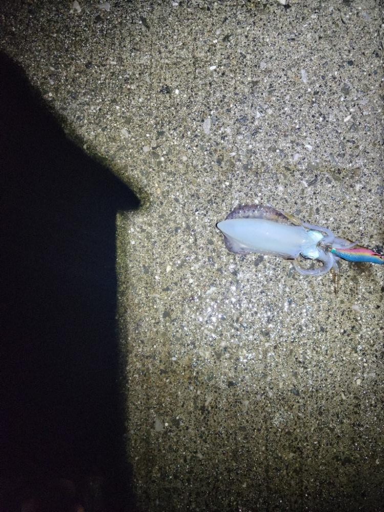 エギングからのSLJ