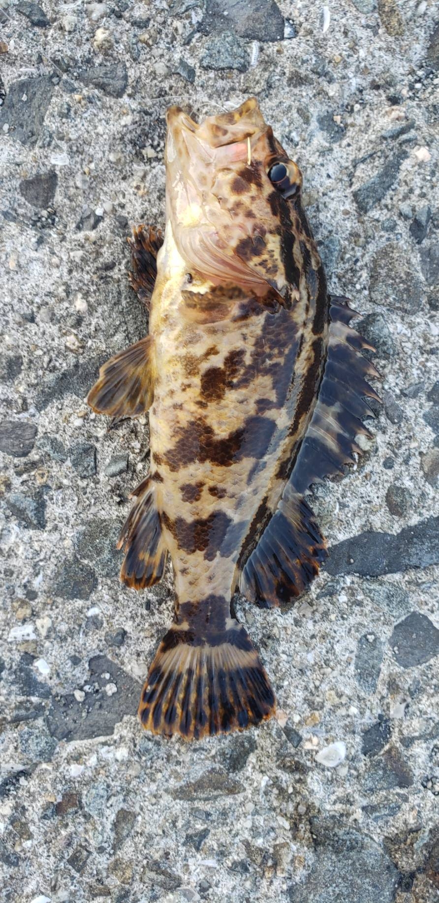 アジ探し@佐野漁港