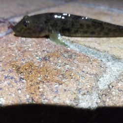 癒やしに小物釣り＆釣り場調査