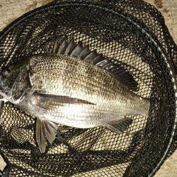 今日も懲りずに夜釣り