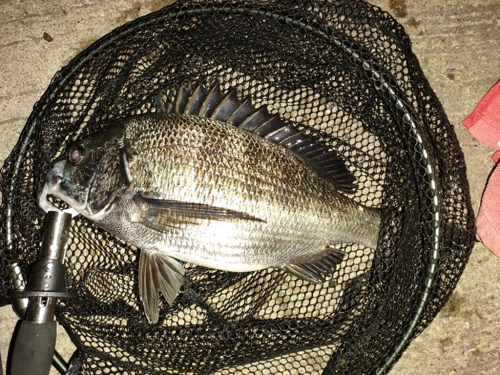 今日も懲りずに夜釣り