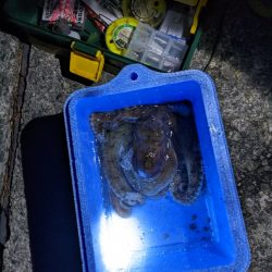 今季5、6杯目🐙🐙!!