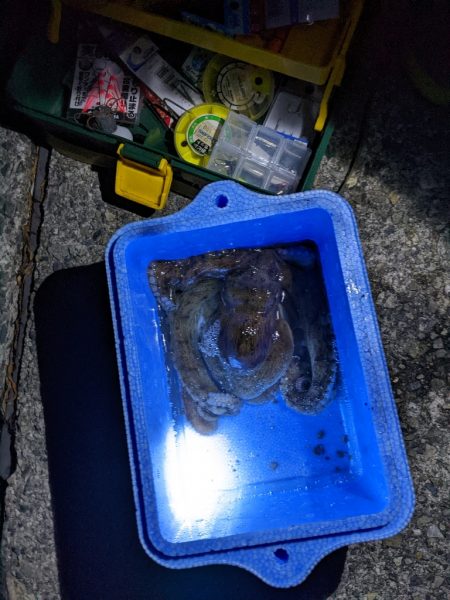 今季5、6杯目🐙🐙!!