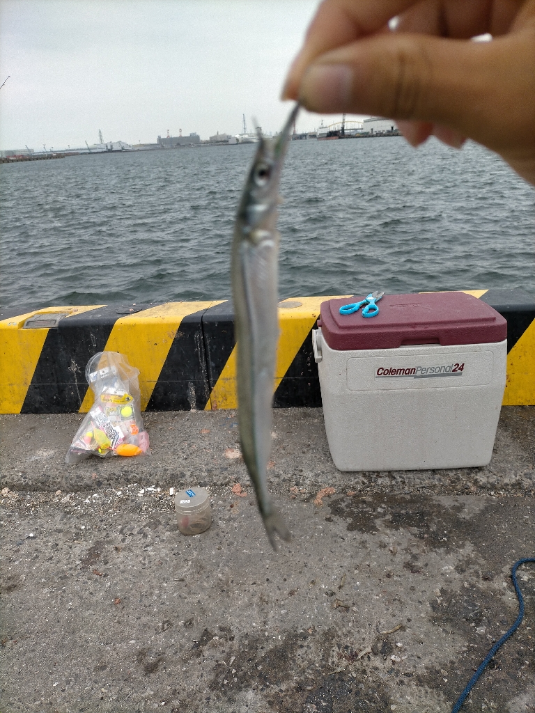 今日はサヨリ釣り!!