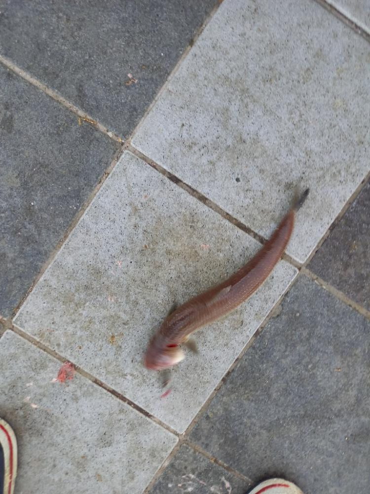 マリーナタチウオ