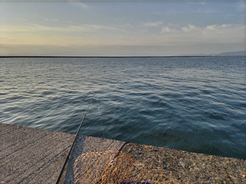 アオリイカゲット。