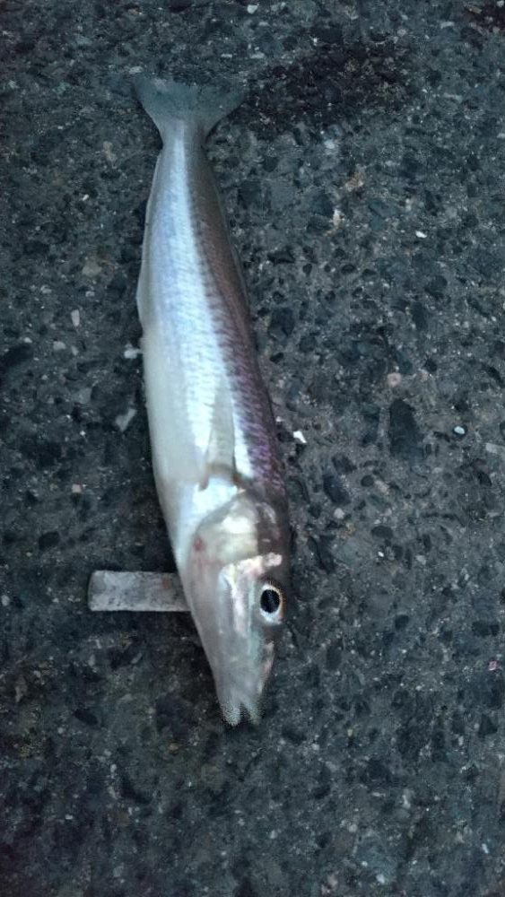 ちょい投げでキス