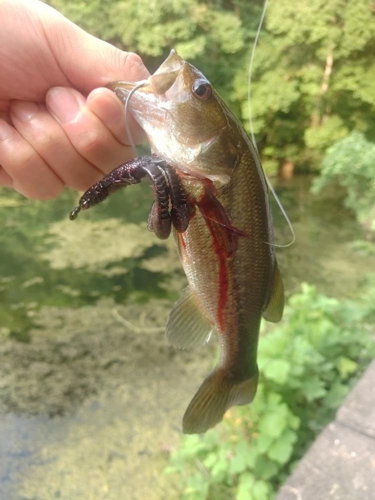 結局いつも通り