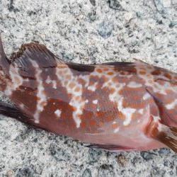 アジ探し@日本海