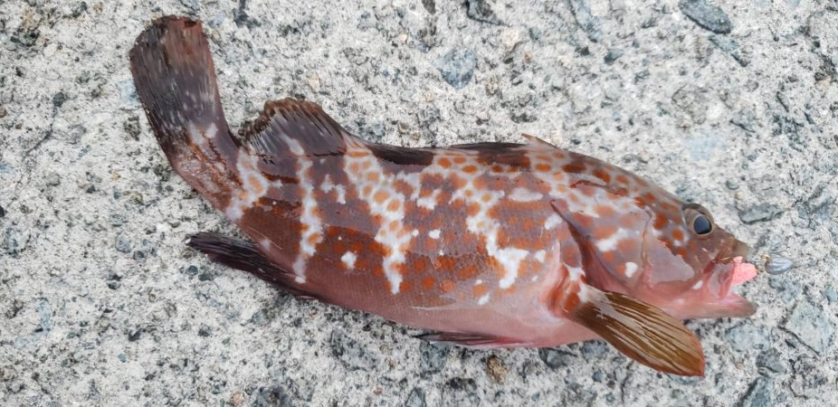 アジ探し@日本海