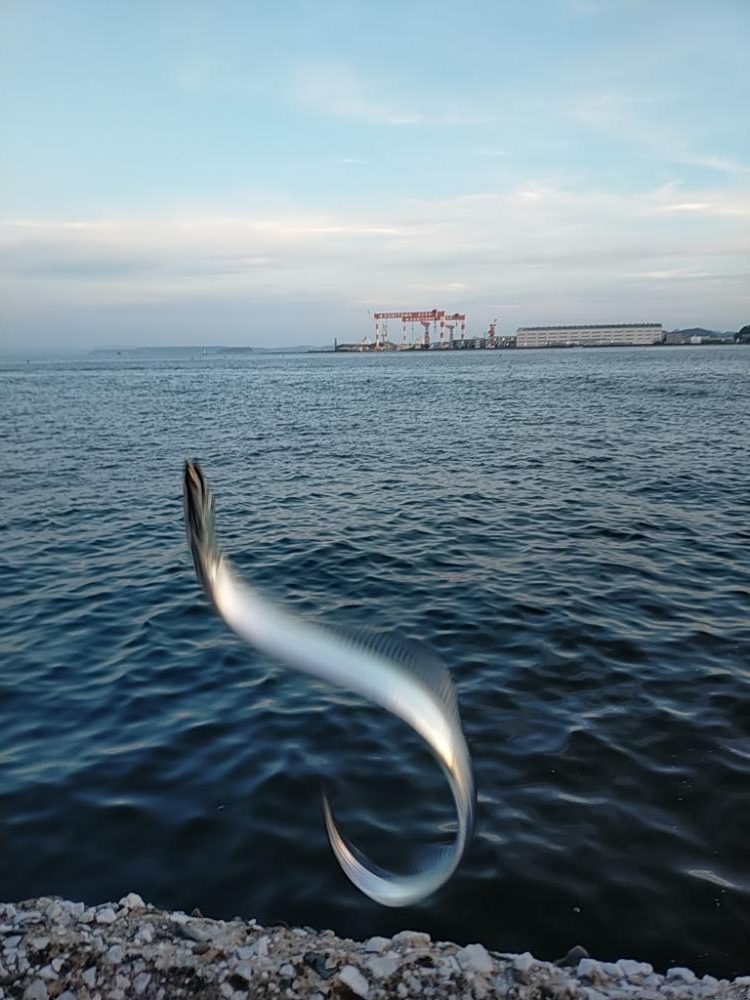 新小の太刀の季節