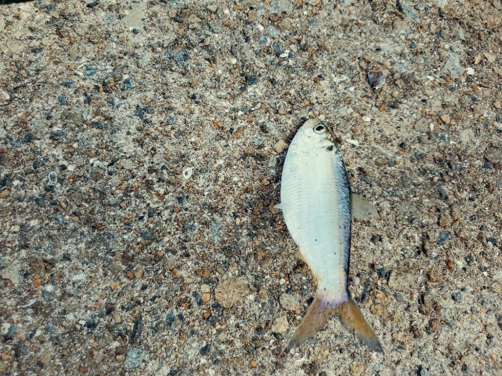 コスモでサバゲー