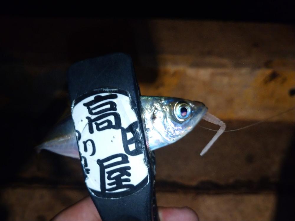 豆アジリベンジ