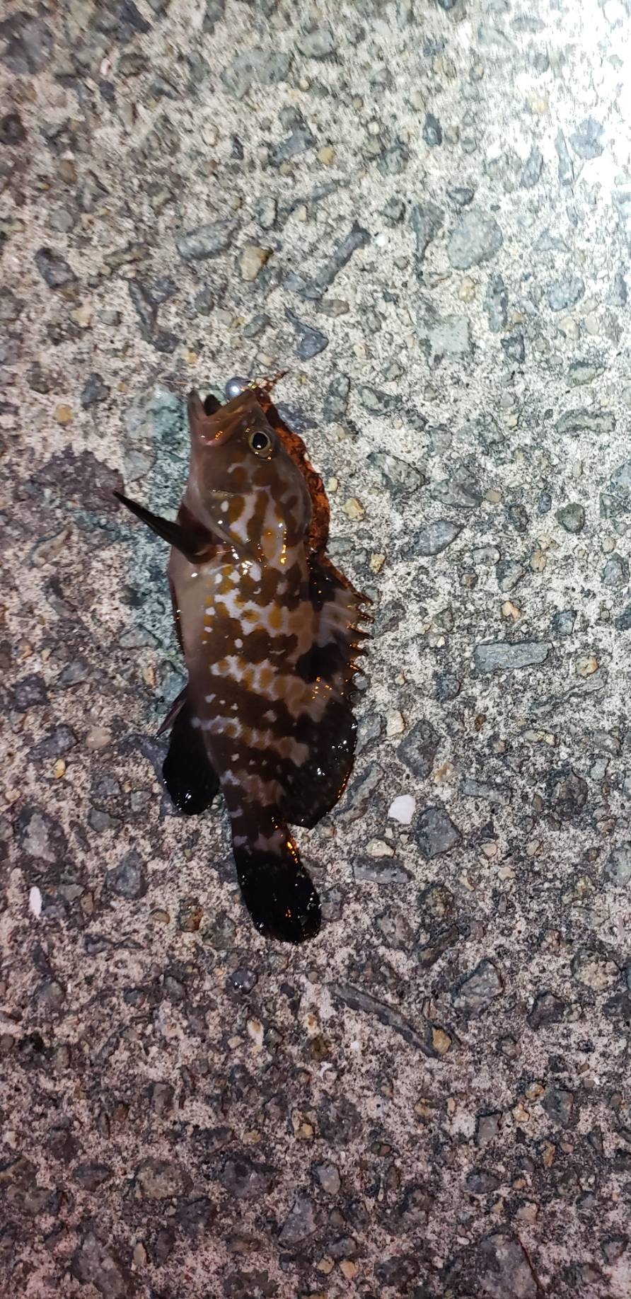 アジ探し@佐野漁港