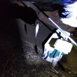 苅屋海岸のキス釣り