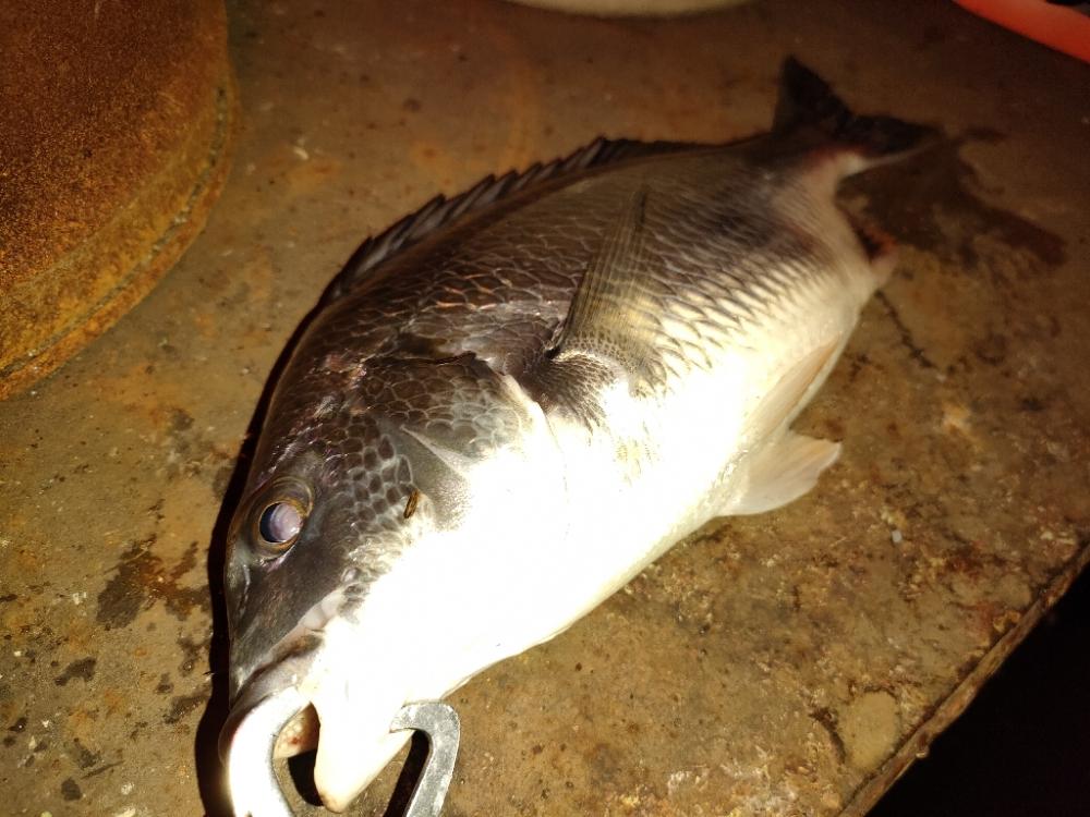 大潮での初魚種