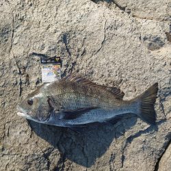 クロ釣り(畝刈)